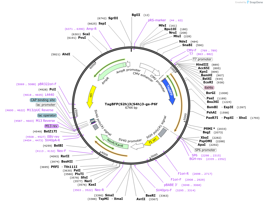 228083-plasmid-map-sequence-id-454691
