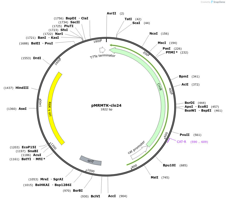 203994-plasmid-map-sequence-id-454807