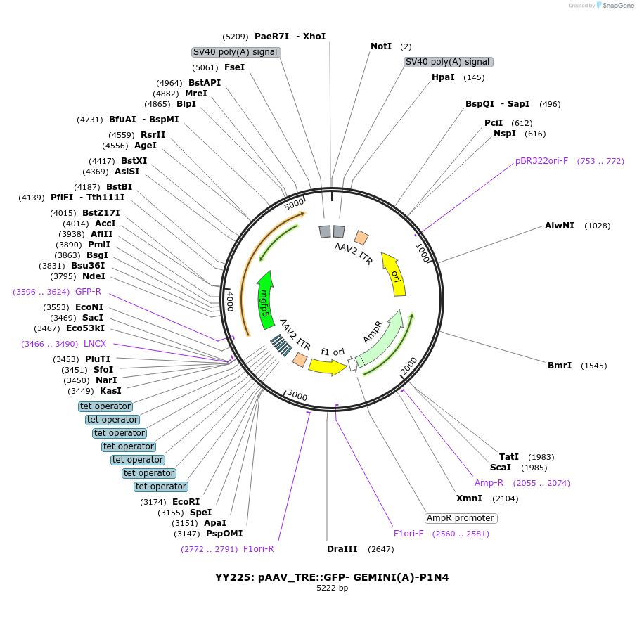 228888-plasmid-map-sequence-id-454810