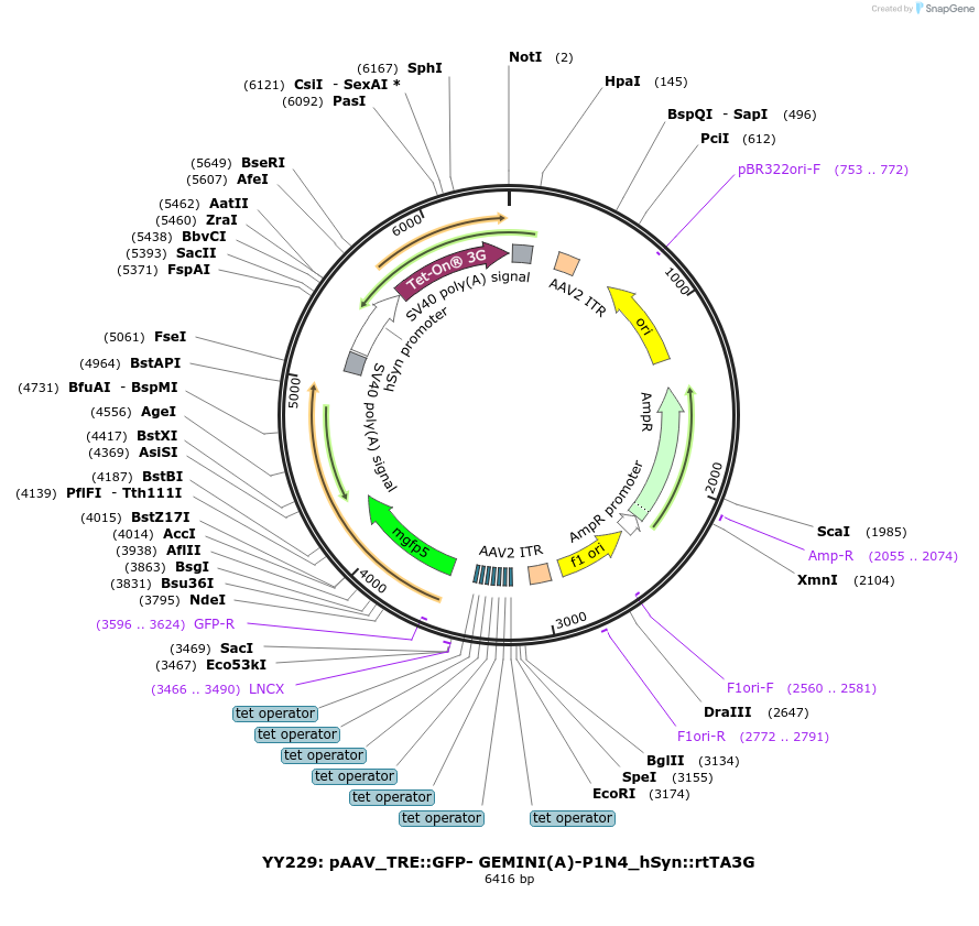 228889-plasmid-map-sequence-id-454811