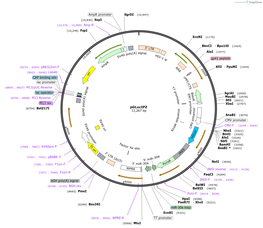 228703-plasmid-map-sequence-id-454814