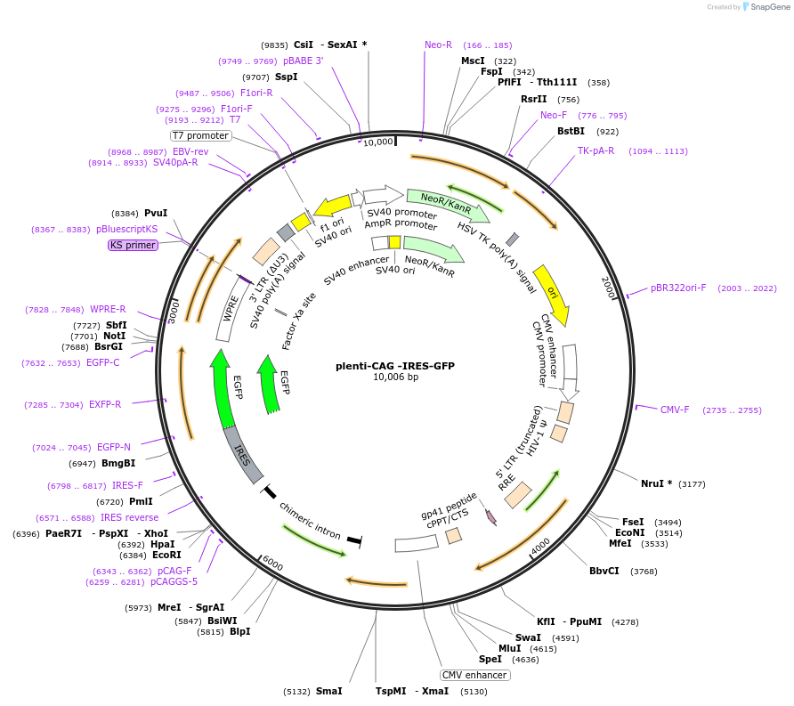 69047-plasmid-map-sequence-id-454819