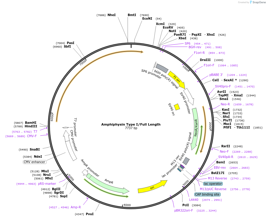 47390-plasmid-map-sequence-id-454827