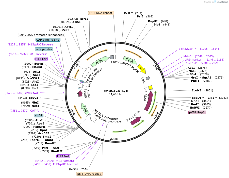 227963-plasmid-map-sequence-id-454828