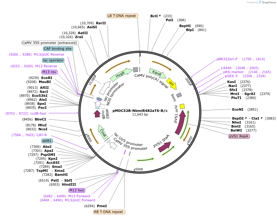 227967-plasmid-map-sequence-id-454834