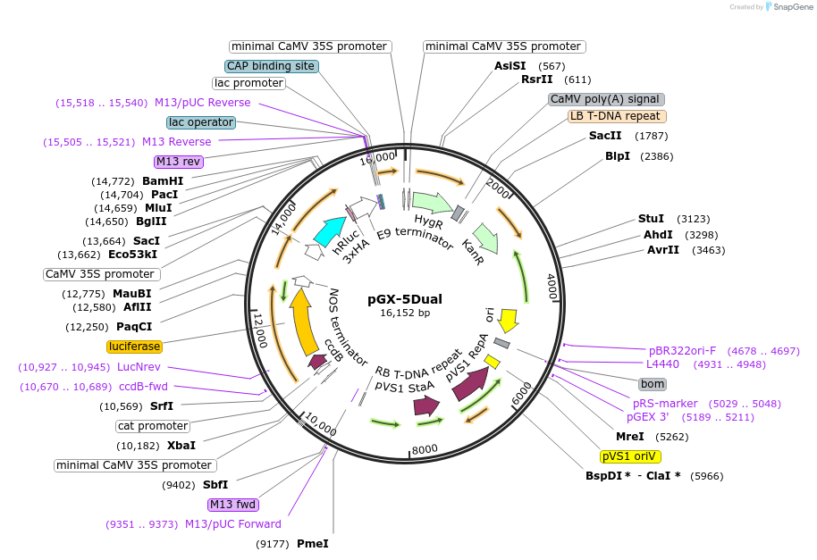 226869-plasmid-map-sequence-id-454842