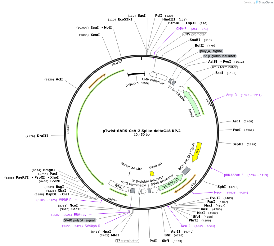 223273-plasmid-map-sequence-id-454850
