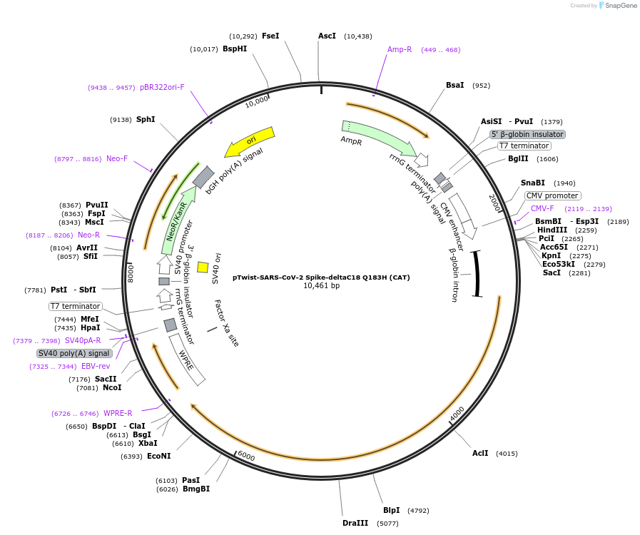 223279-plasmid-map-sequence-id-454851