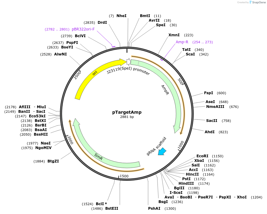 228552-plasmid-map-sequence-id-454861
