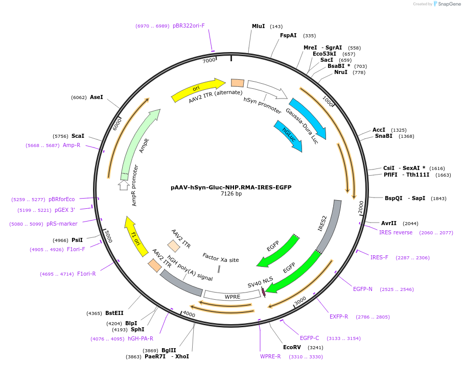 227886-plasmid-map-sequence-id-454869