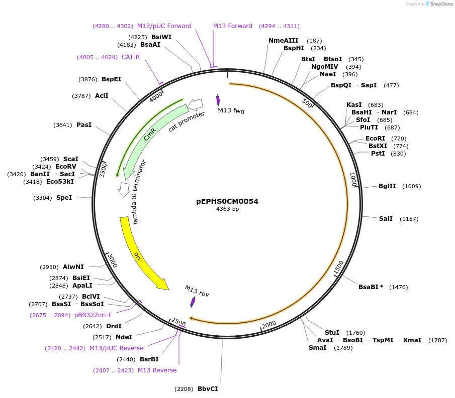 227515-plasmid-map-sequence-id-454871
