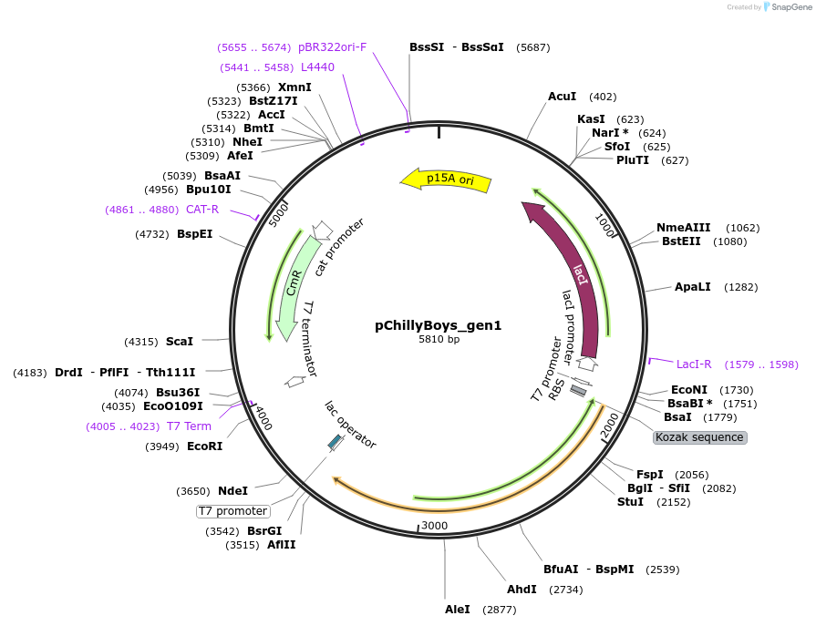 228495-plasmid-map-sequence-id-454882