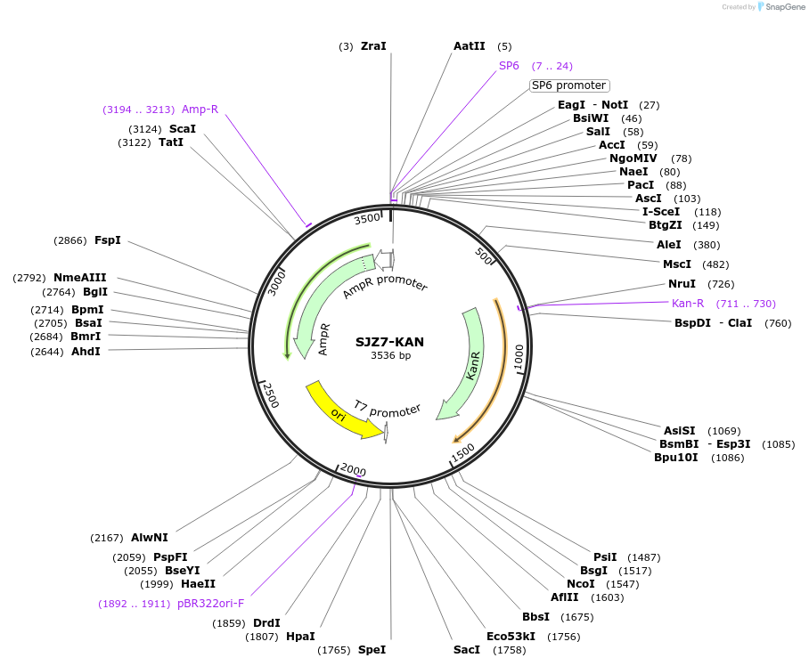 228260-plasmid-map-sequence-id-454888