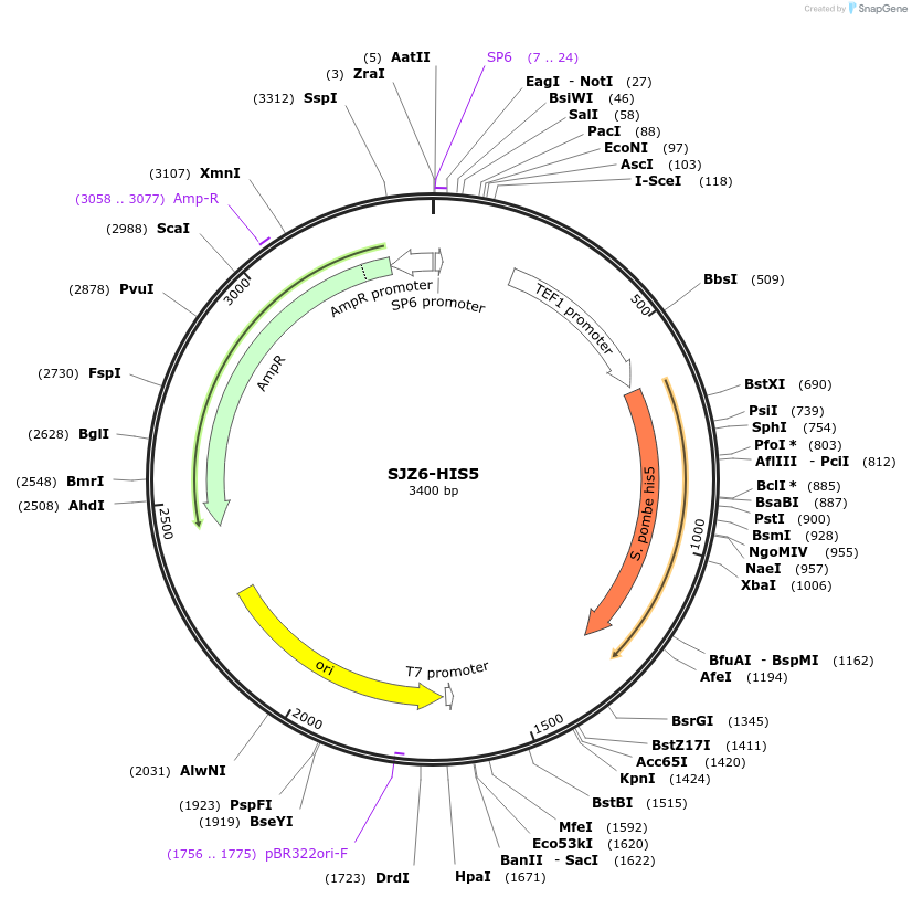 228259-plasmid-map-sequence-id-454889