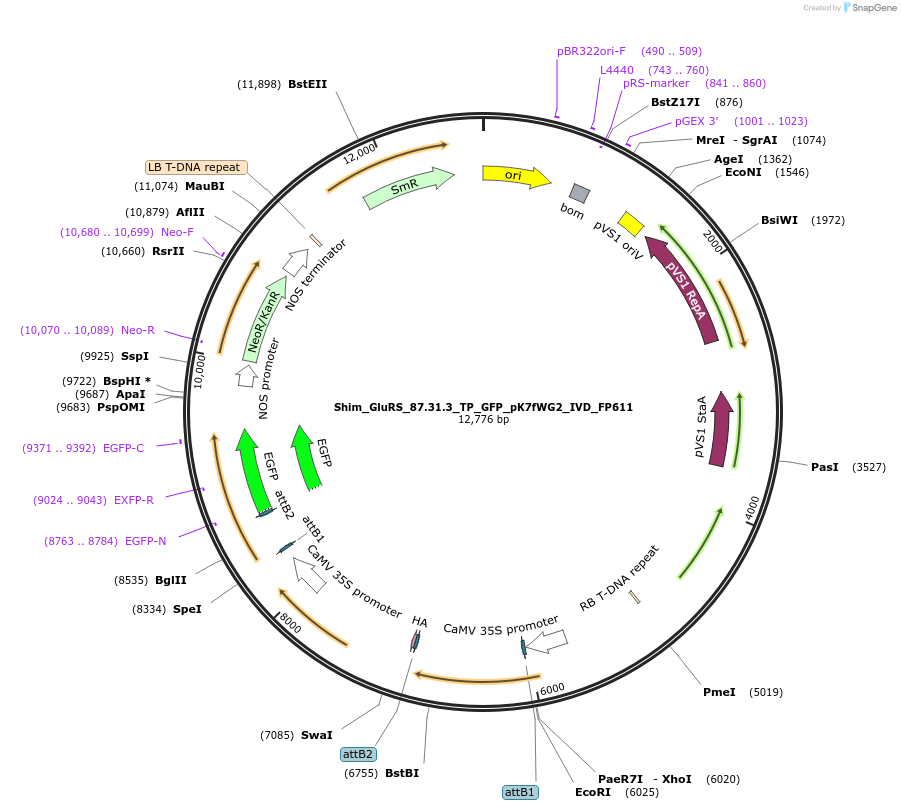 228376-plasmid-map-sequence-id-454891