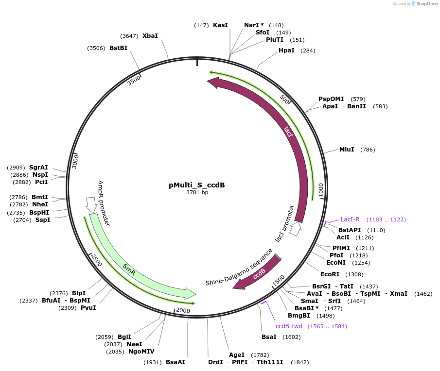 223853-plasmid-map-sequence-id-454892