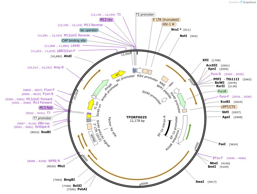 141483-plasmid-map-sequence-id-454894
