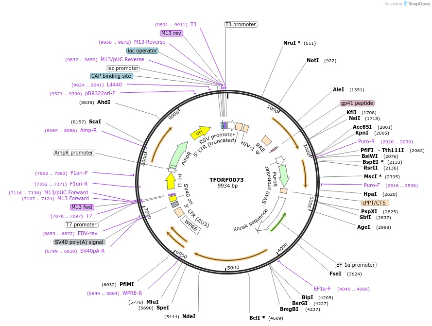 141506-plasmid-map-sequence-id-454898