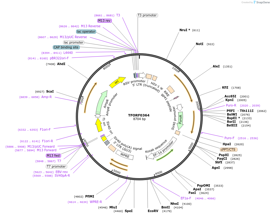 141590-plasmid-map-sequence-id-454903