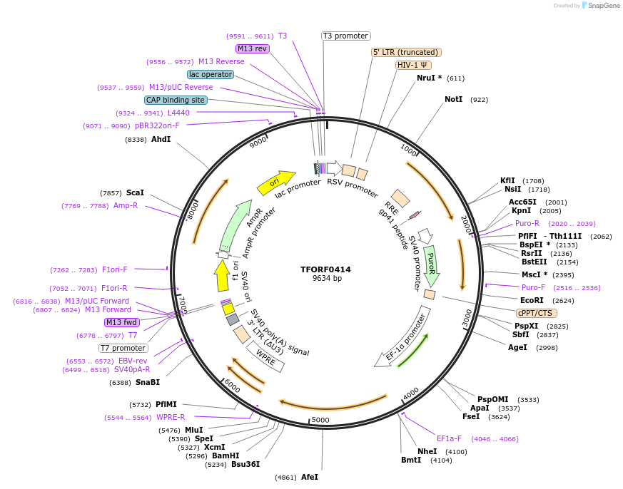 141611-plasmid-map-sequence-id-454905