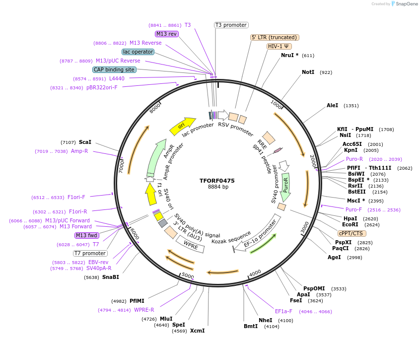 141620-plasmid-map-sequence-id-454907