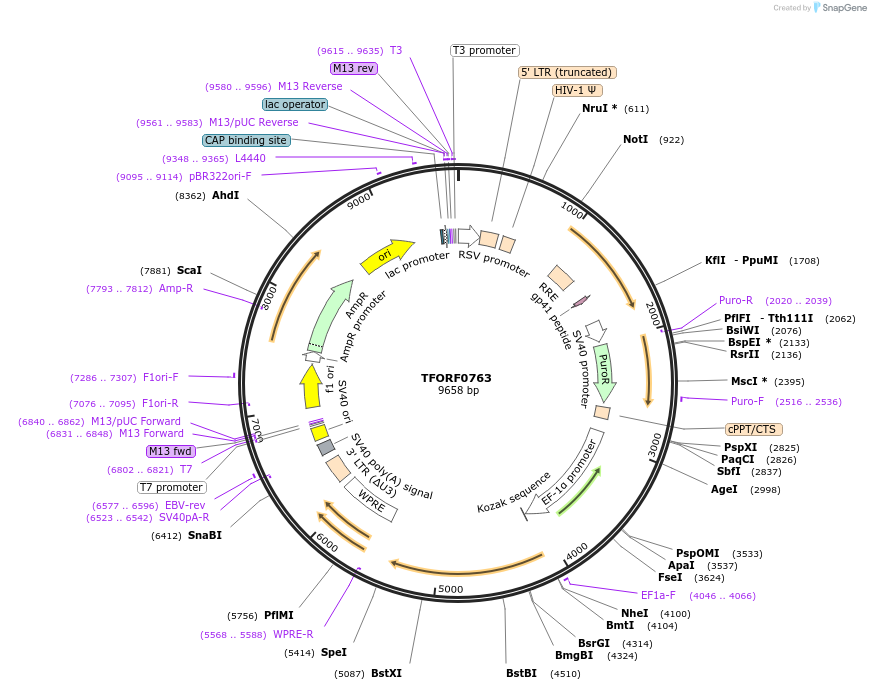 141690-plasmid-map-sequence-id-454910