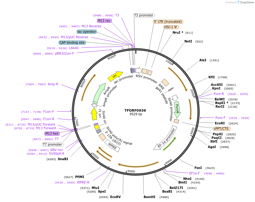 141759-plasmid-map-sequence-id-454913