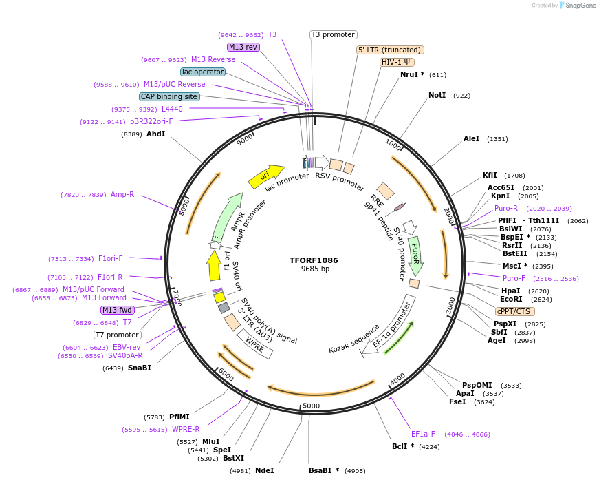 141791-plasmid-map-sequence-id-454917