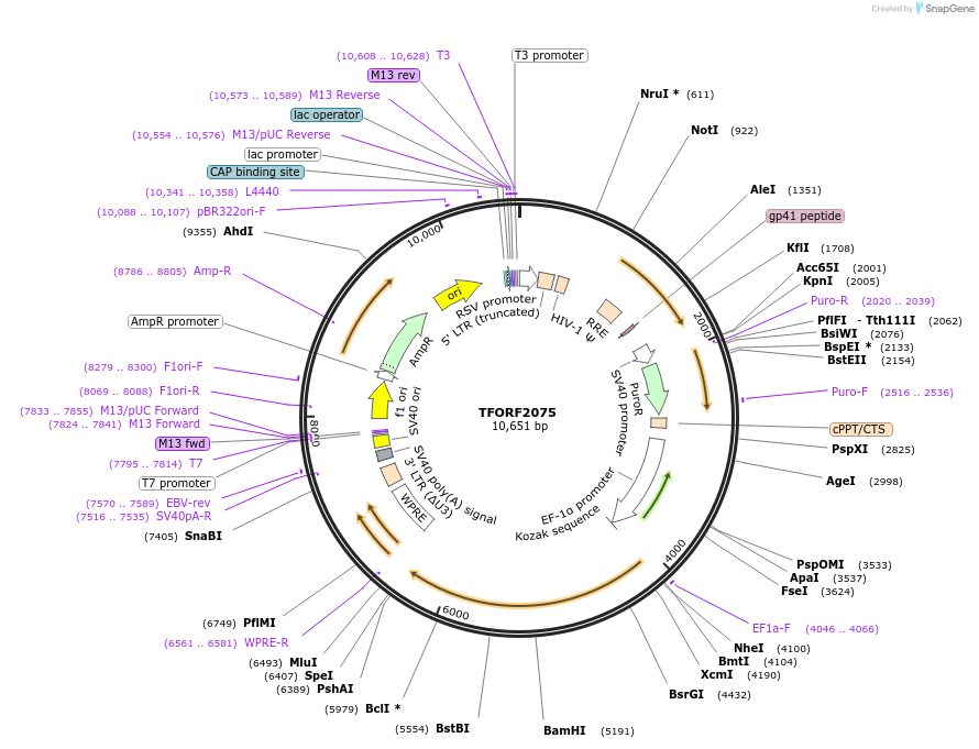 141908-plasmid-map-sequence-id-454919