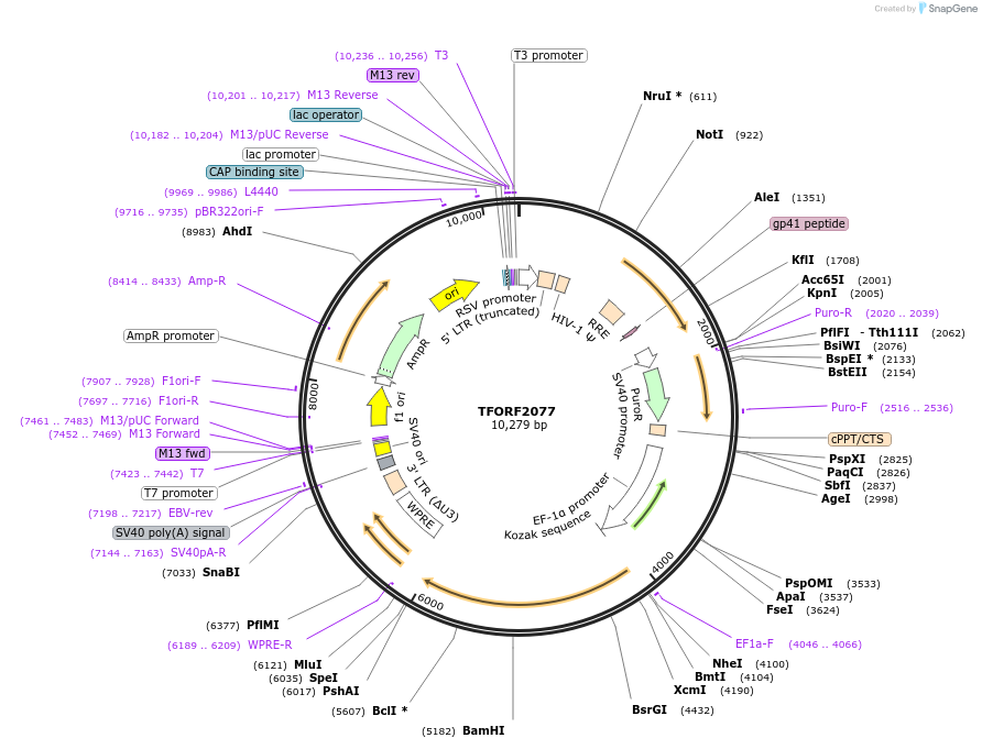 141909-plasmid-map-sequence-id-454920
