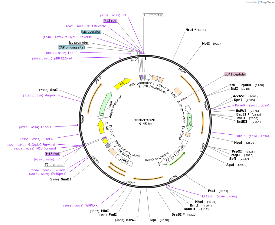 141910-plasmid-map-sequence-id-454921