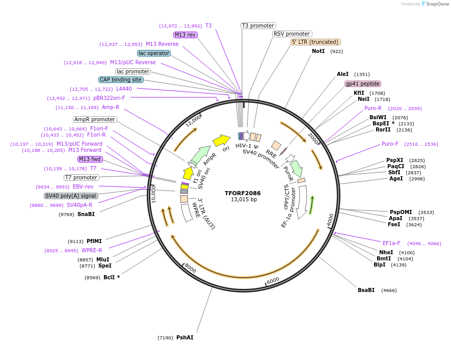 141915-plasmid-map-sequence-id-454922