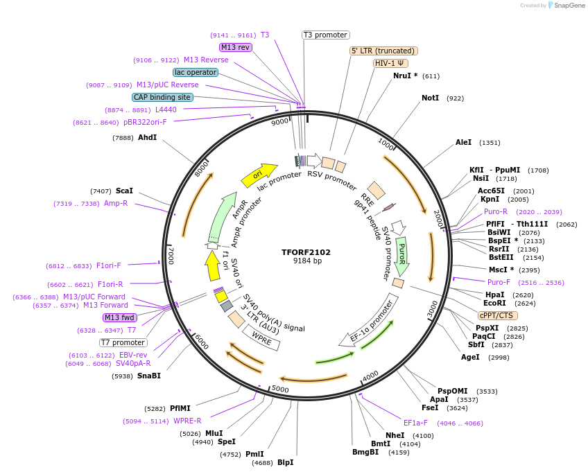 141923-plasmid-map-sequence-id-454924