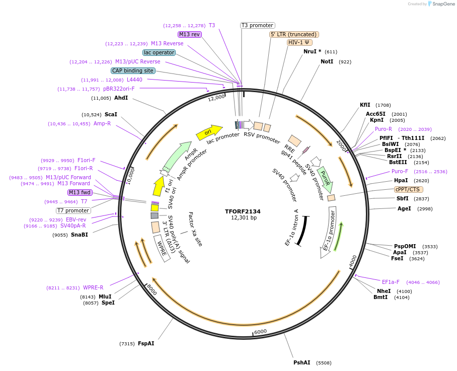 141936-plasmid-map-sequence-id-454926