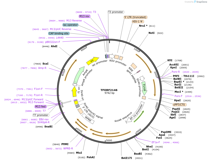 141942-plasmid-map-sequence-id-454927