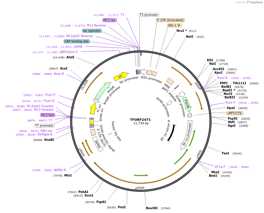 142098-plasmid-map-sequence-id-454928