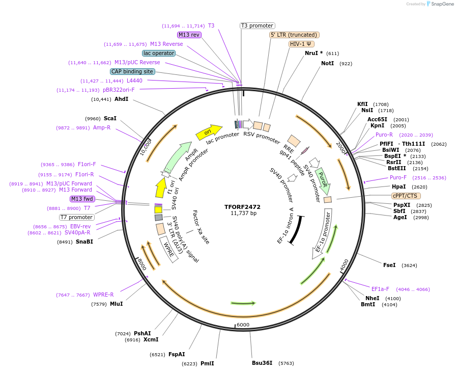 142099-plasmid-map-sequence-id-454929