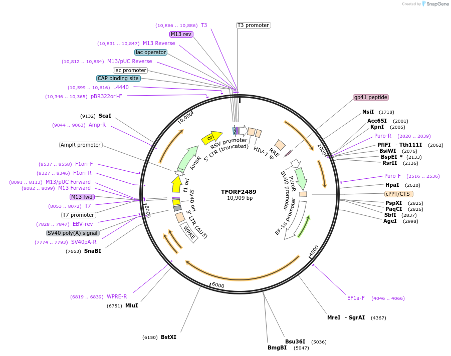 142107-plasmid-map-sequence-id-454931