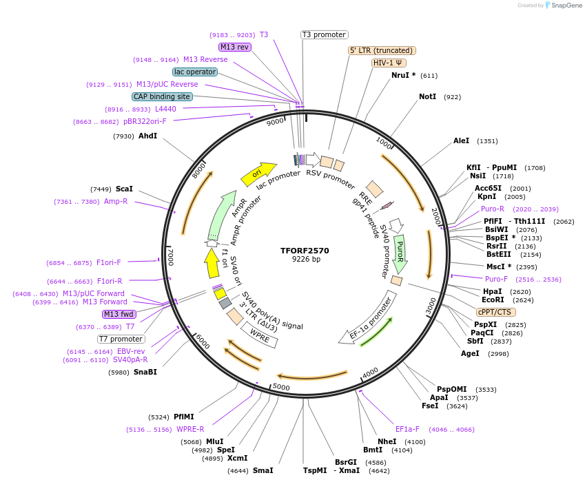 142122-plasmid-map-sequence-id-454933