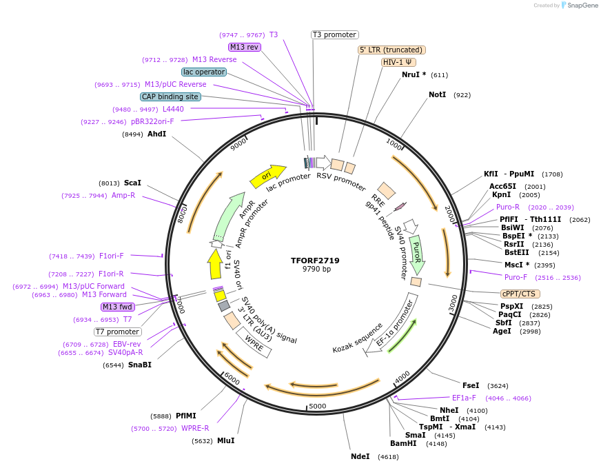 142132-plasmid-map-sequence-id-454948
