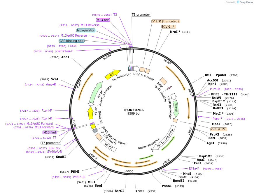 142204-plasmid-map-sequence-id-454950
