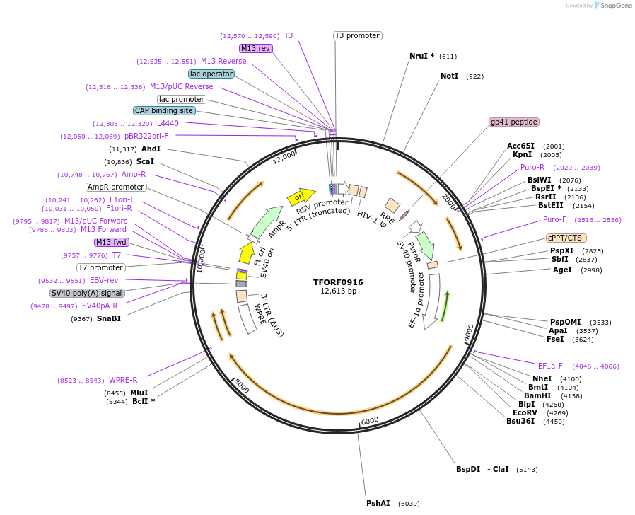 142238-plasmid-map-sequence-id-454951