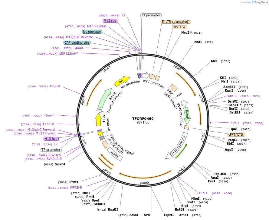 142269-plasmid-map-sequence-id-454957
