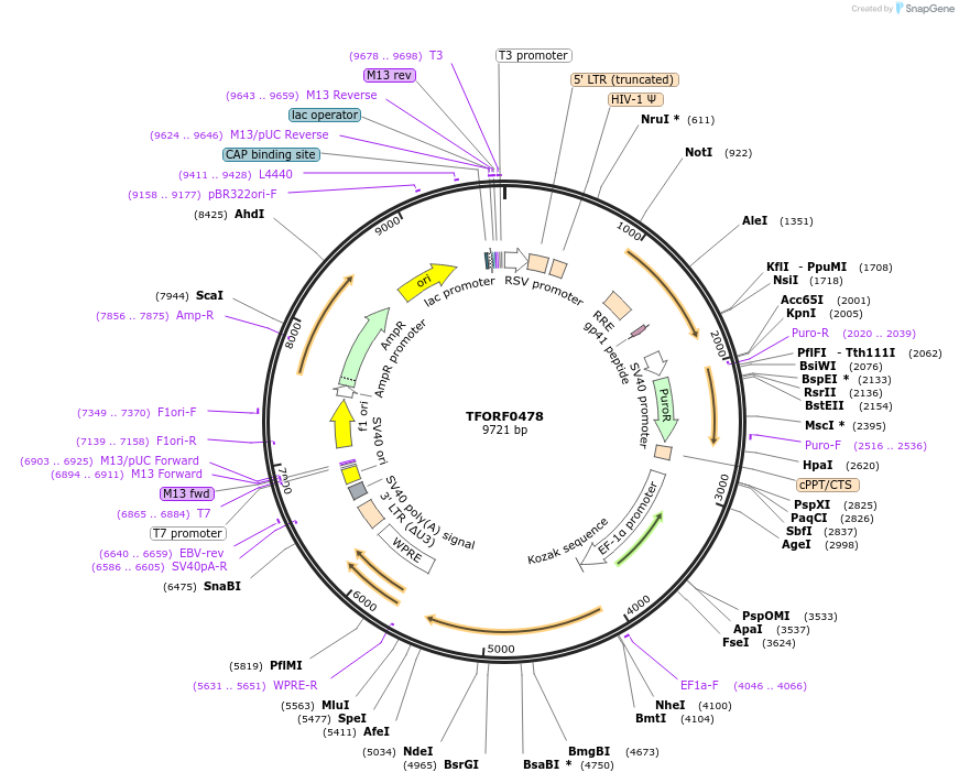 142271-plasmid-map-sequence-id-454958