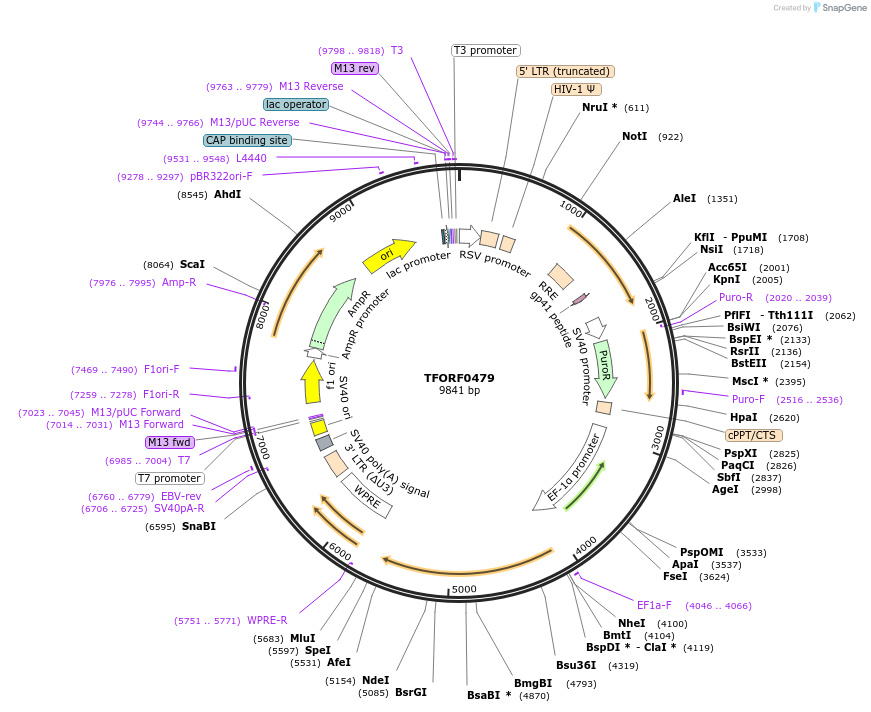 142272-plasmid-map-sequence-id-454959