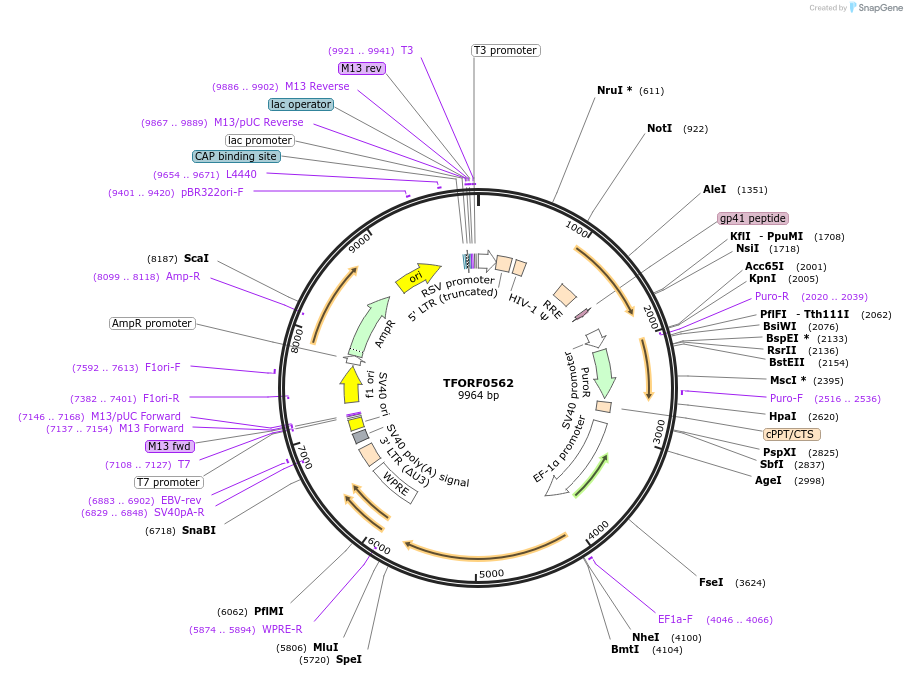 142277-plasmid-map-sequence-id-454960