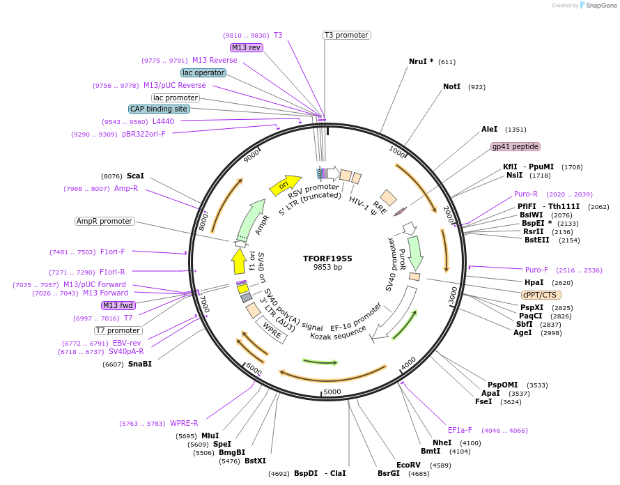 142297-plasmid-map-sequence-id-454963