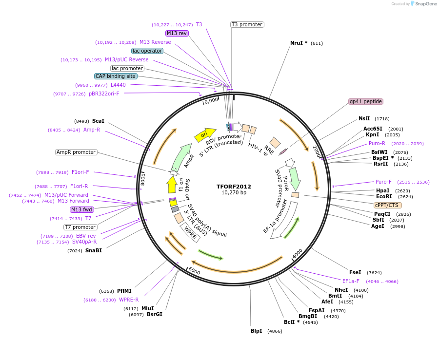 142308-plasmid-map-sequence-id-454965