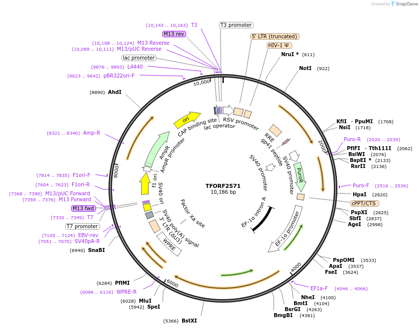 142329-plasmid-map-sequence-id-454966