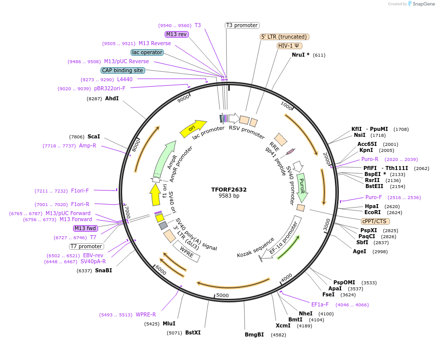 142341-plasmid-map-sequence-id-454968